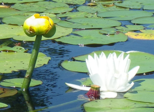 White & Yellow Waterlilies