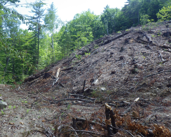 Clear cut hillside