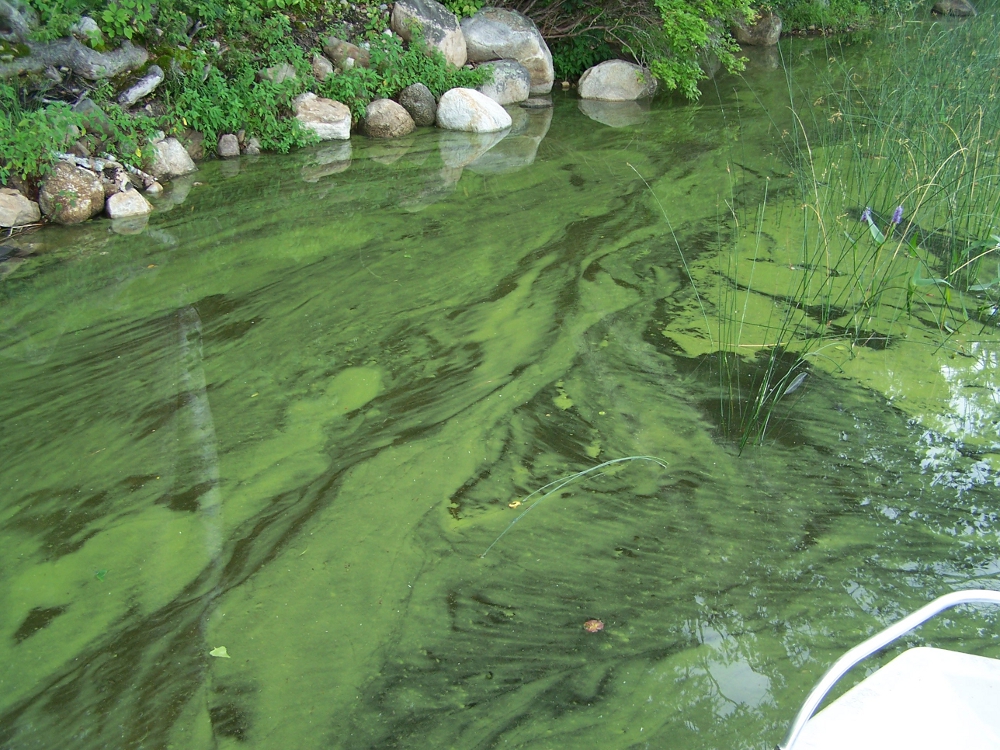 Cyanobacteria bloom 7/11/2013