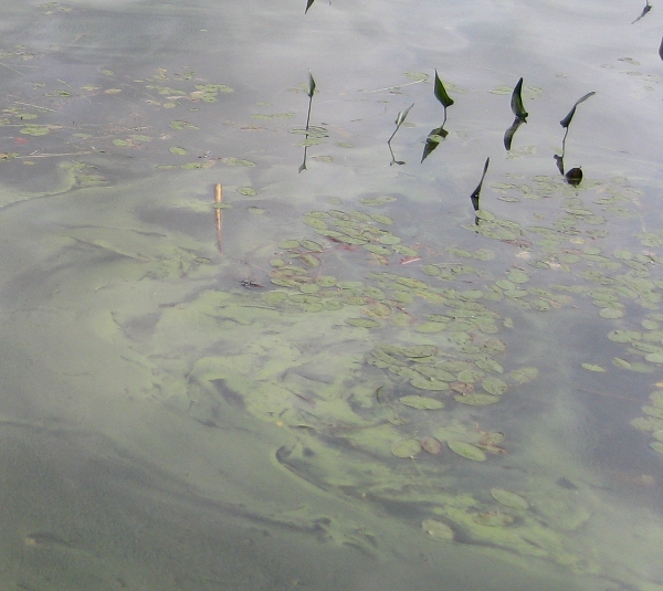 Cyanobacteria bloom 9/23/2011