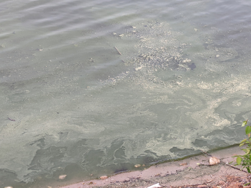 6/2/2019 Cyanobacteria Bloom