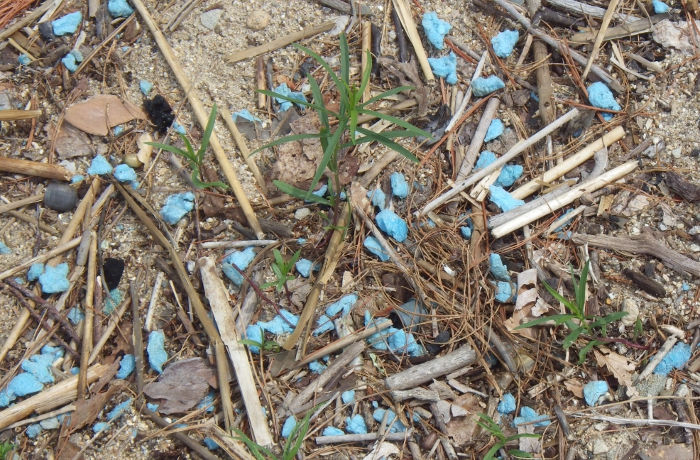 Polystyrene foam on the Maine beach