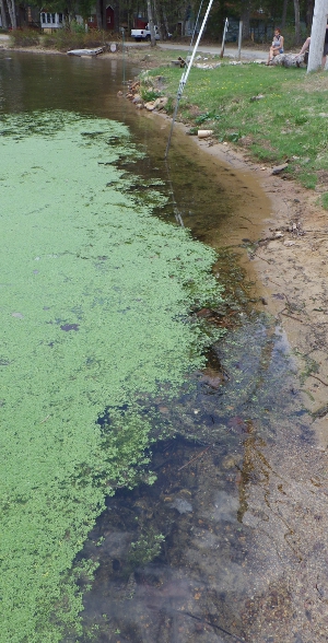 Callitriche stagnalis bed