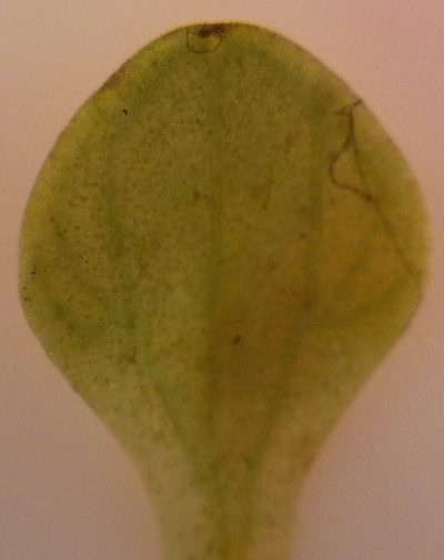 Callitriche stagnalis with 7 veins