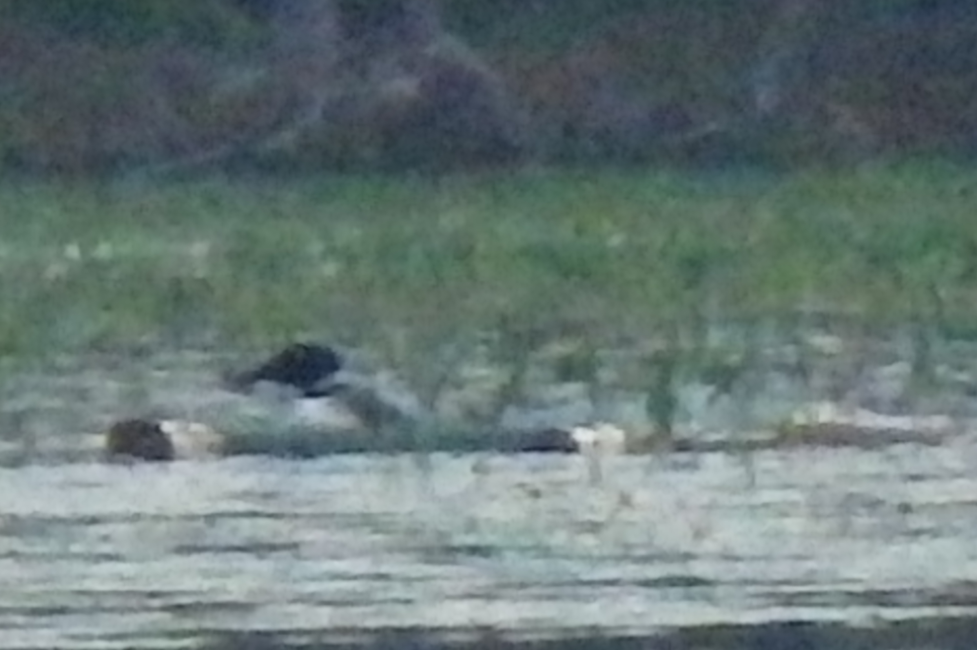 Loon on Province Lake Nesting Raft 5:15 AM, 7/1/14