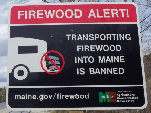 Transporting firewood into Maine is banned