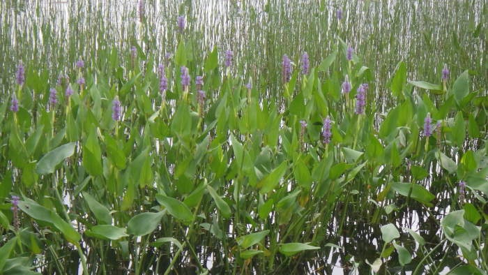Pickerelweed in Province Lake, Maine