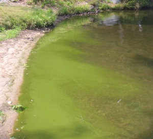 2012 Cyanobacteria Bloom