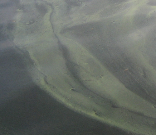 2011 Cyanobacteria Bloom