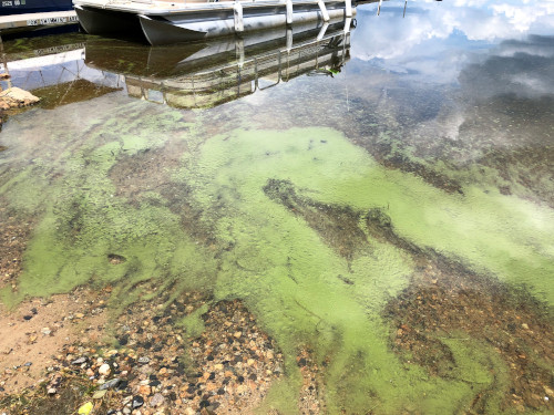 7/24/2019 Cyanobacteria Bloom