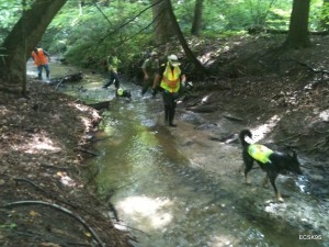 Sewage sniffing Dog at Work