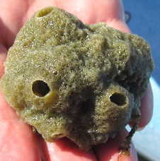 Freshwater Sponge