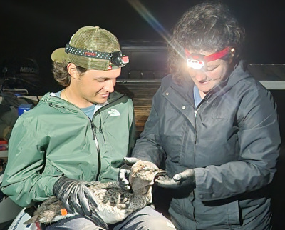 Loon banding