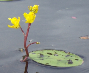 Bladderwort Flowers