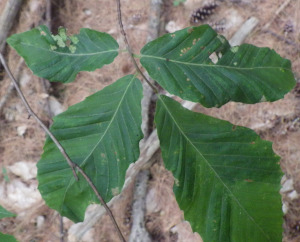 Beech Leaf Disease 7/3/2024