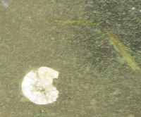 8/8/2018 Cyanobacteria Bloom