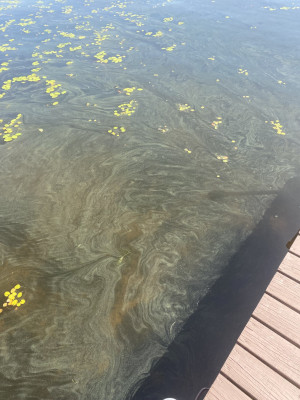 7/6/2023 Cyanobacteria Bloom