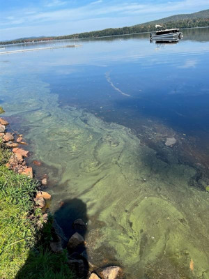 10/3/2023 Cyanobacteria Bloom