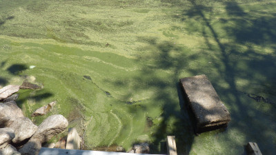 5/31/2023 Cyanobacteria Bloom