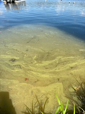 9/7/2023 Cyanobacteria Bloom