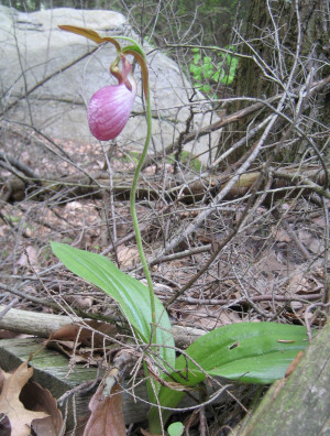 Lady slipper