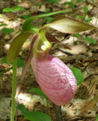 Lady slipper